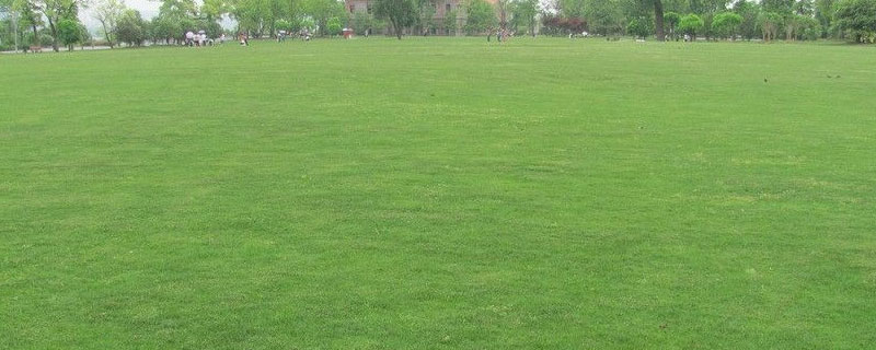 四季青草坪的一般寿命（四季青草坪生长周期）