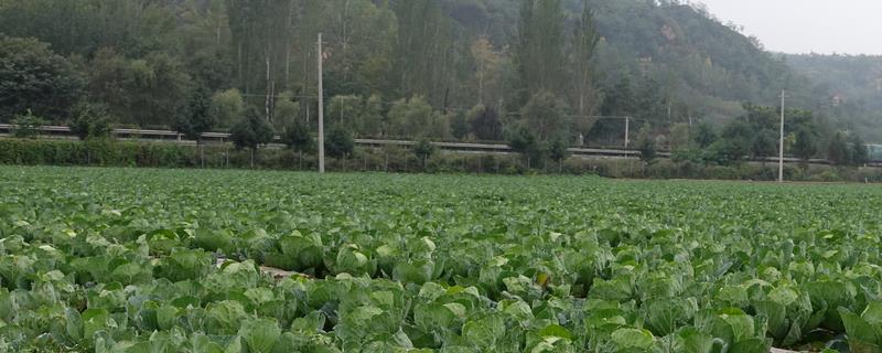 作物栽培学与植物生理学的区别 作物栽培学是研究哪三者关系