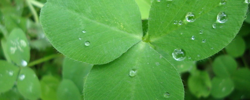 苜蓿草一年四季都长吗（苜蓿草生长季节）