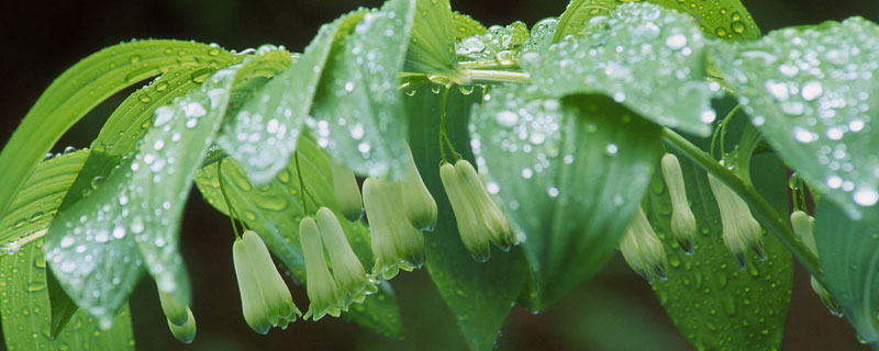 黄精开花季节（黄精生长季节）