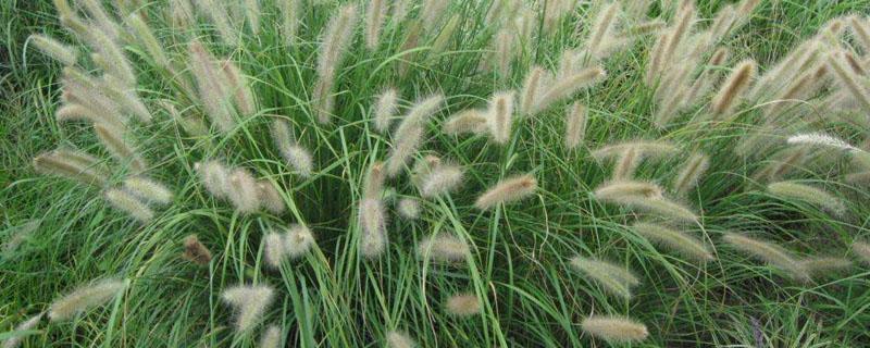 狼尾草冬天下雪还有青草吗 狼尾草冬天枯萎