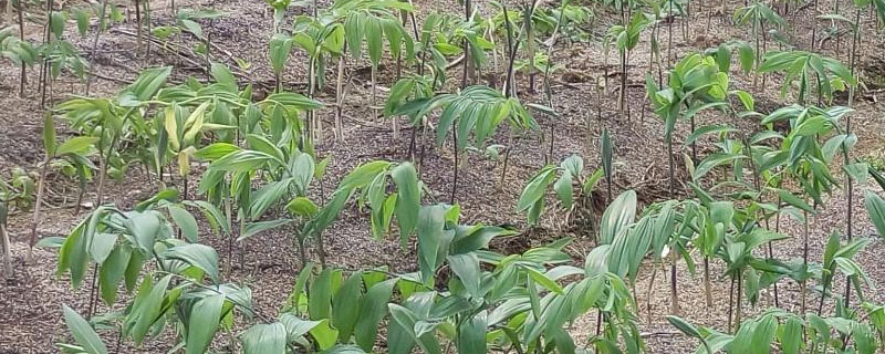 黄精地用什么除草剂（黄精地用什么除草剂最好）