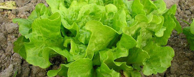 生菜如何育苗才强壮（怎么育生菜苗）