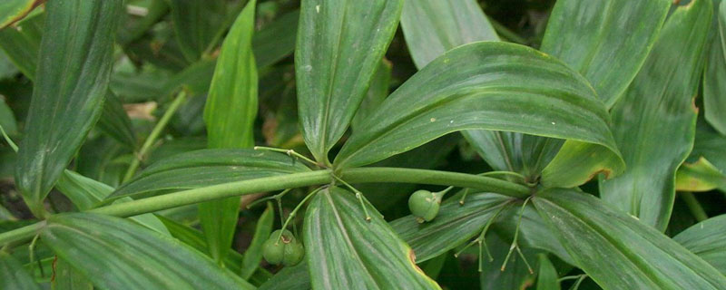 黄精冬天怕冻吗（黄精怕冻吗?）