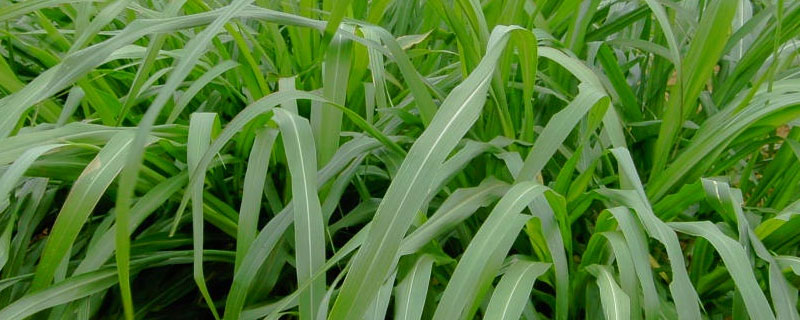 牧草割了还会再长吗 牧草多久能长出来