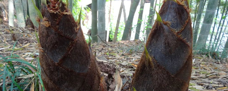 竹笋亩产量一般能达到多少（竹笋亩产多少斤）