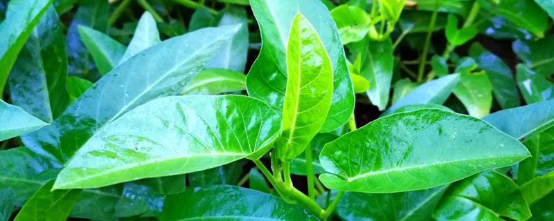 空心菜全世界都有吗 现在有空心菜吗