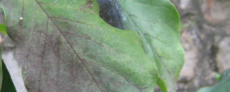 煤烟病特效药（煤烟病用药）