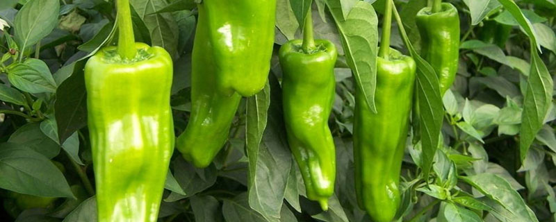 辣椒粕在饲料中用量 1吨饲料加多少发酵辣椒粕