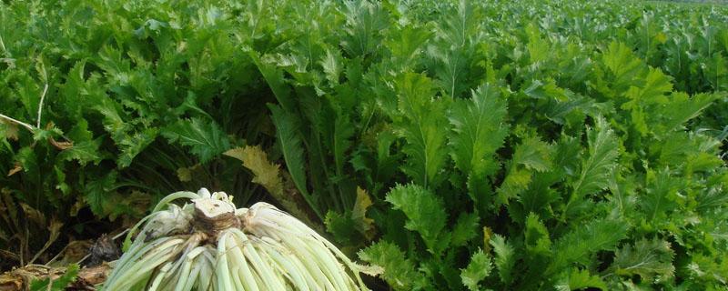 雪菜和芥菜是同一种吗 雪菜和芥菜是一个吗