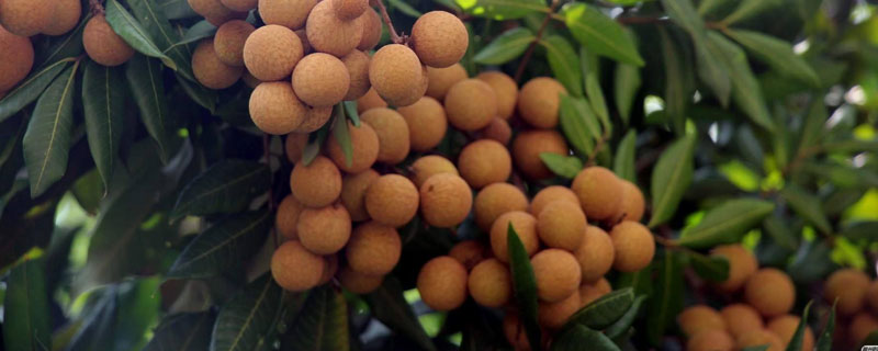 龙眼冻了以后会坏吗 龙眼可以冻起来吗