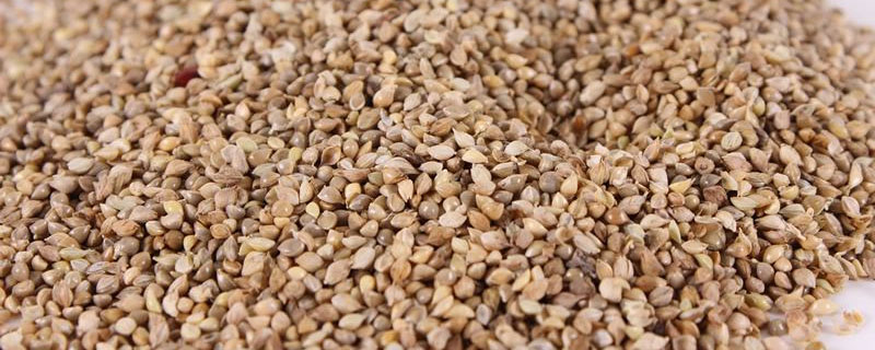 ()草籽填动词 (草籽填动词两个字