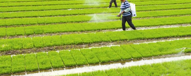 水稻药害用什么解药 稻苗受药害用什么解药