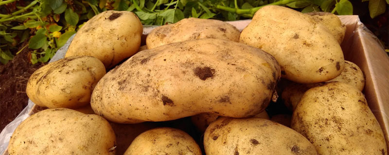 土豆早晚疫病用什么药（土豆早晚疫病特效药）