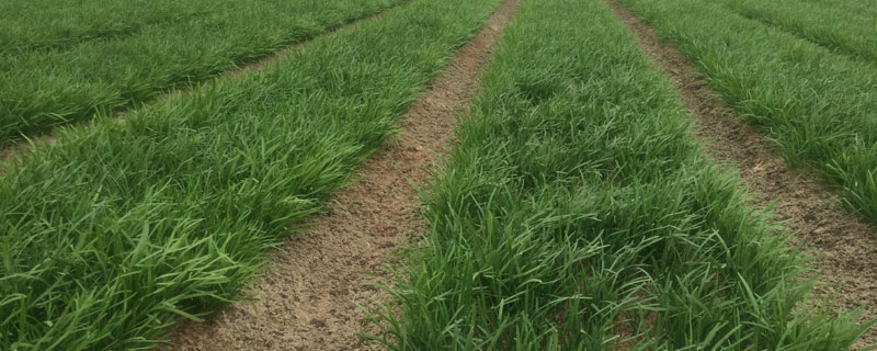 韭菜干尖一遍净（韭菜干尖咋回事）