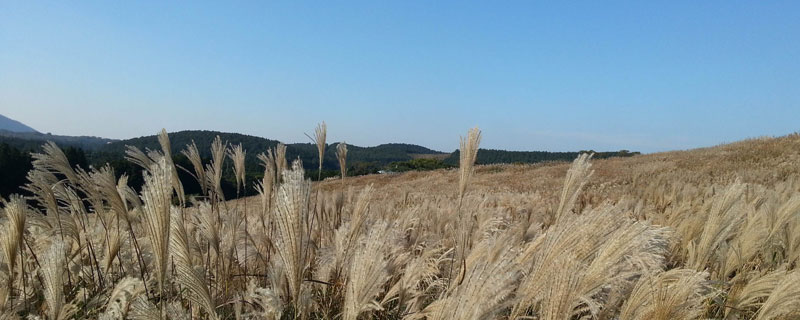 枯草芽孢杆菌不能混用 枯草芽孢杆菌不能和什么混用