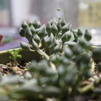 七宝树（七宝树锦）