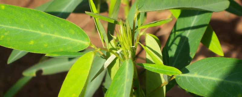 跳舞草是植物吗 跳舞草是什么植物