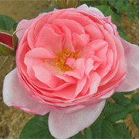 福禄桐 福禄桐盆景养殖方法与技巧