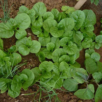 黄钟花 黄钟花花期