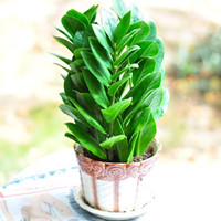 光棍树（光棍树有毒吗）