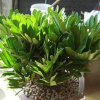 福禄考（福禄考种植方法和注意事项）