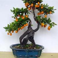 火烧花（火烧花篮阁怎么理解）