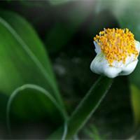 黑心菊（黑心菊花语）