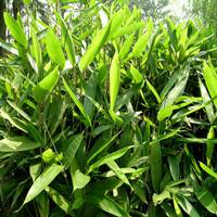 袖珍椰子 袖珍椰子的寓意和象征风水