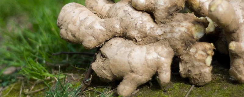 生姜如何种植方法 生姜的种植方法和步骤