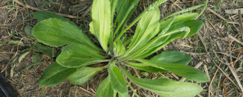 车前草可以当菜吃吗 车前草叶能当菜吃吗