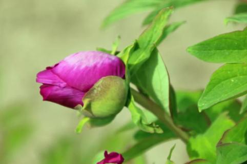 芍药花苞很小怎么回事