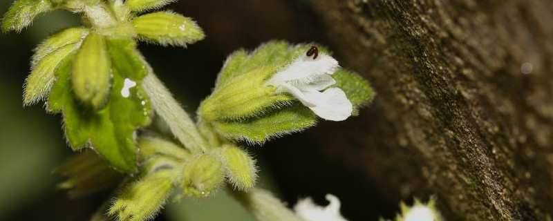 白花草有几种 白花草的图片有多少种