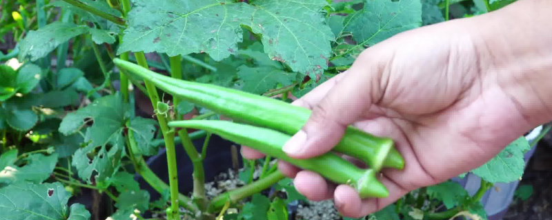 秋葵移栽后怎样管理（秋葵的种植方法和注意事项）