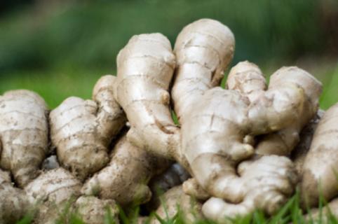 生姜如何种植方法