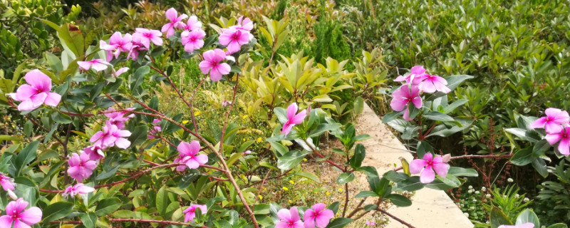 四季梅怎么修剪开花多（怎样修剪四季梅花）