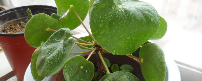 镜面草的寓意（镜面草花语）