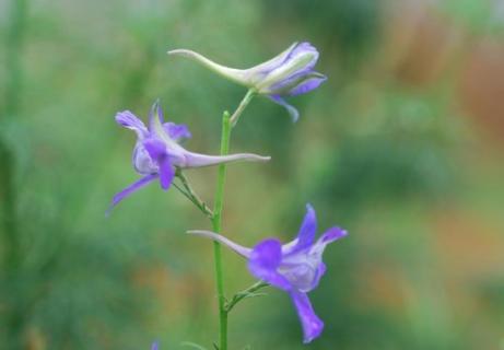 飞燕草栽种需注意些什么 飞燕草的养殖方法