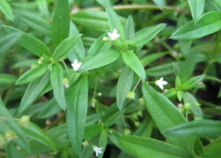 百花蛇舌草的介绍（白花蛇舌草是什么样子的）