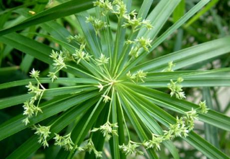 给旱伞草浇水有什么特点 雨伞水草怎样栽种