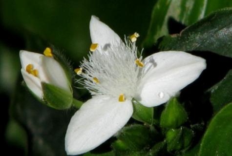 养护白花紫露草有哪些要点 白花紫露草水养方法