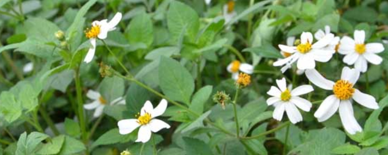 鬼针草一年四季都开花吗（鬼针草冬天开花吗）