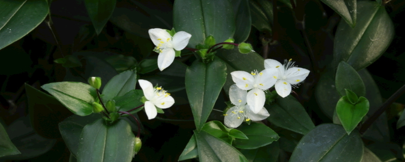 白花紫露草有毒吗 白花紫露草叶子发白