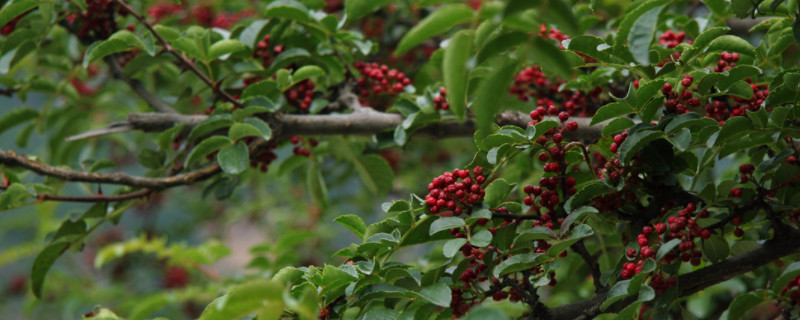 花椒嫁接时间和方法 花椒怎么嫁接?什么时间嫁接最好?