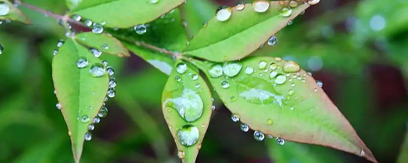 雨水收集后怎么保存浇花 如何收集雨水给花浇水