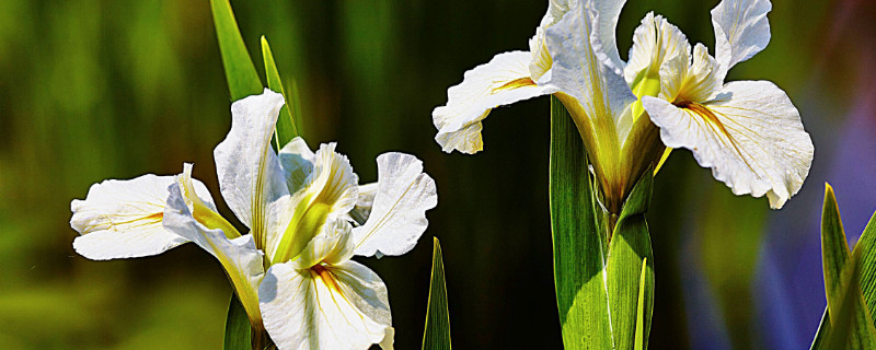 鸢尾花是百合花吗（常见鸢尾花）