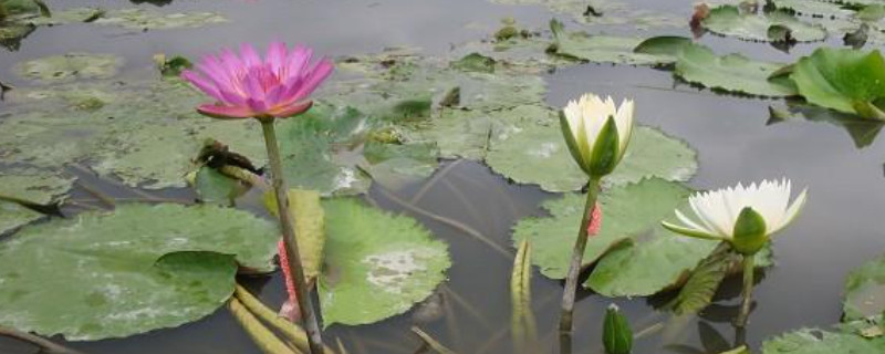 香水小叶莲花怎么养（水养香水小叶莲花图片）