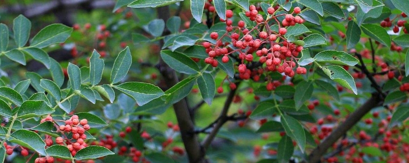 五年花椒树修剪技术 五年花椒树怎样修剪