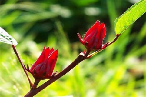 洛神花是什么花，一种茶花/草本植物 洛神花是什么花它的功效是什么