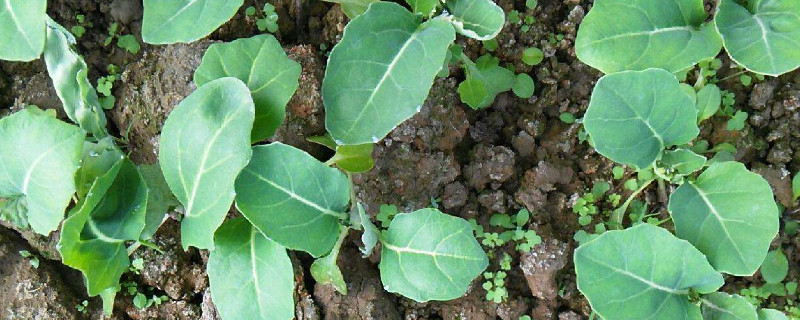 种西兰花怎么管理 西兰花的种植技术和管理